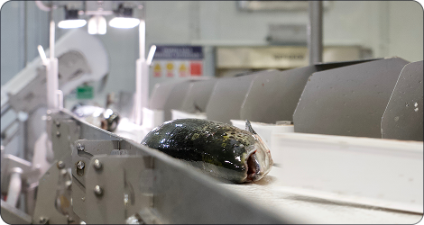 Q-Sort detectando defectos en salmones enteros